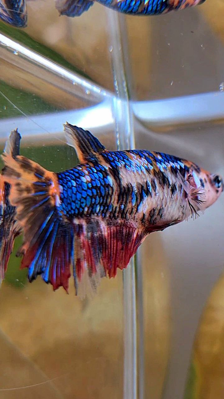 XL FEMALE HALFMOON BLACK MULTICOLOR BETTA FISH