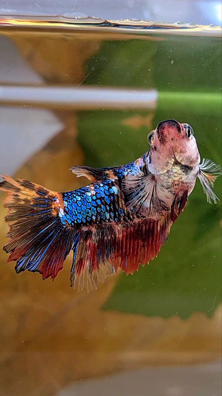 XL FEMALE HALFMOON BLACK MULTICOLOR BETTA FISH