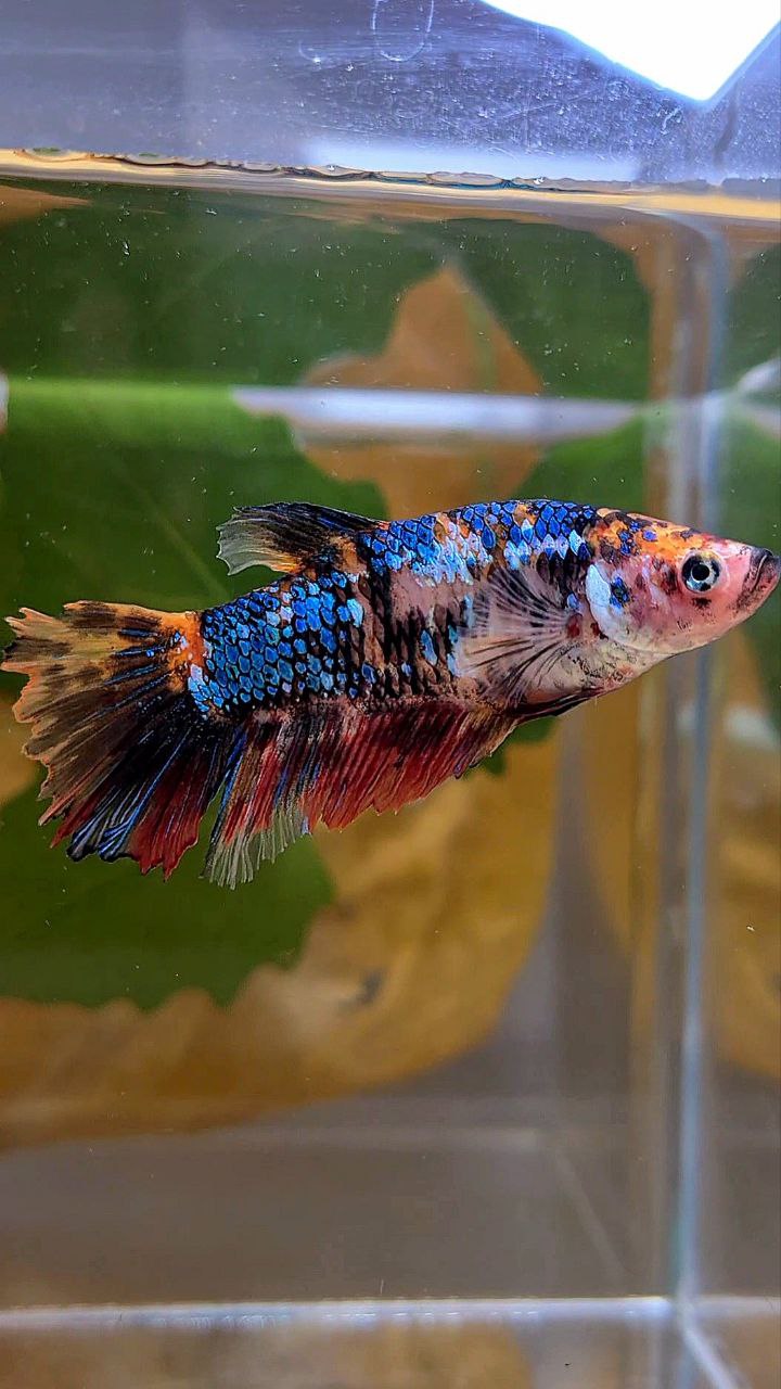 XL FEMALE HALFMOON BLACK MULTICOLOR BETTA FISH