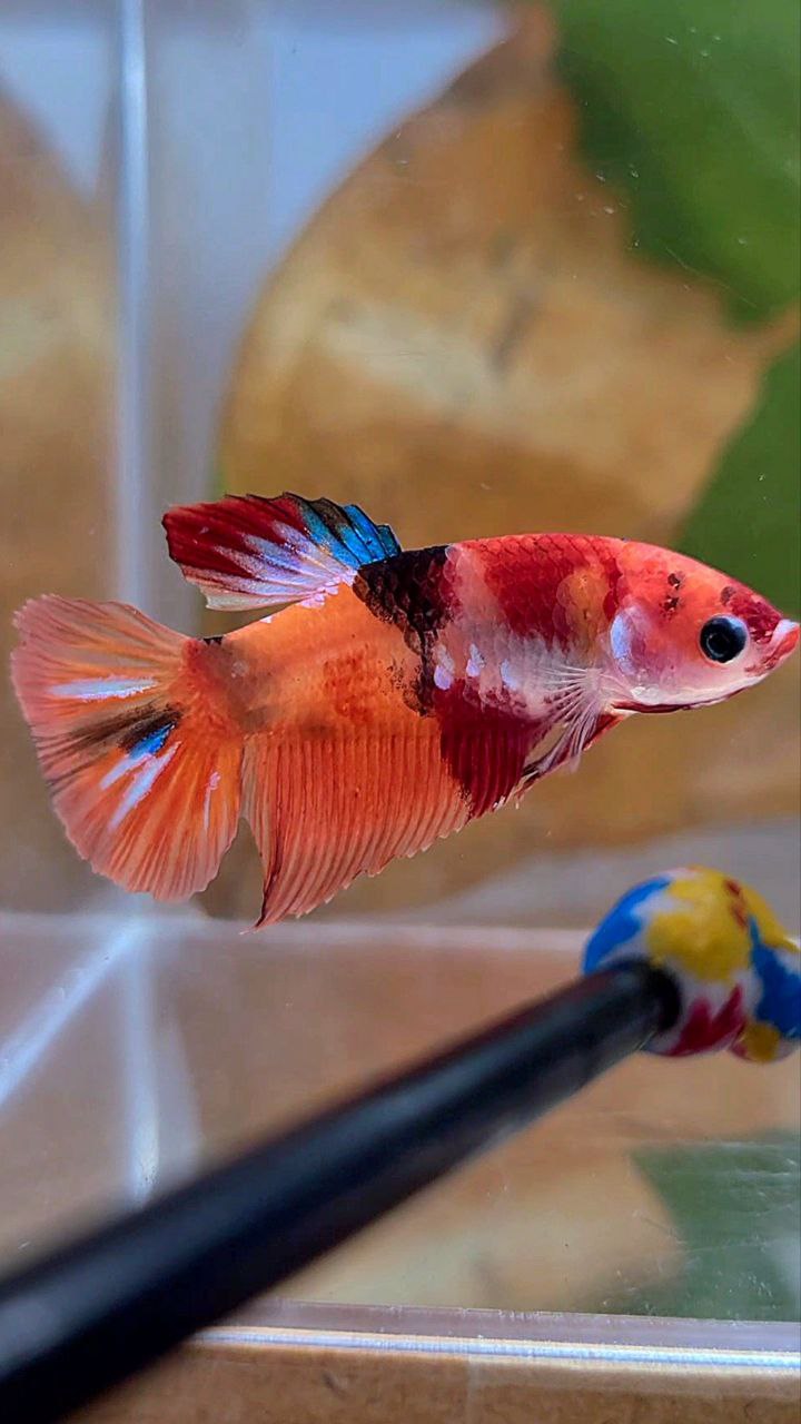 FEMALE HALFMOON ORANGE KOI GALAXY MULTICOLOR BETTA FISH
