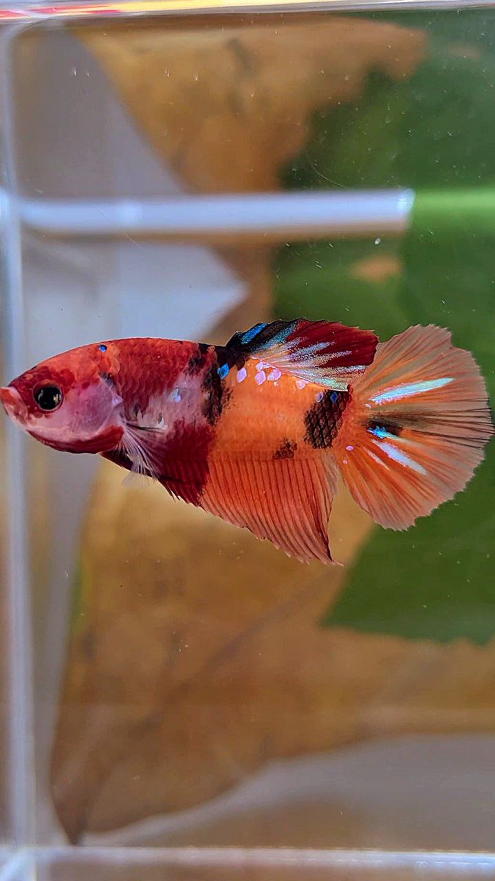 FEMALE HALFMOON ORANGE KOI GALAXY MULTICOLOR BETTA FISH