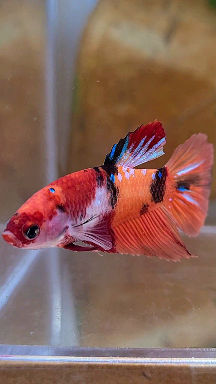FEMALE HALFMOON ORANGE KOI GALAXY MULTICOLOR BETTA FISH
