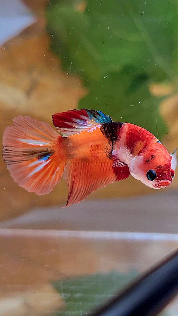 FEMALE HALFMOON ORANGE KOI GALAXY MULTICOLOR BETTA FISH