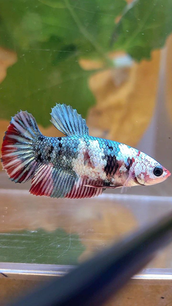 FEMALE PLAKAT RED COPPER GALAXY MULTICOLOR BETTA FISH