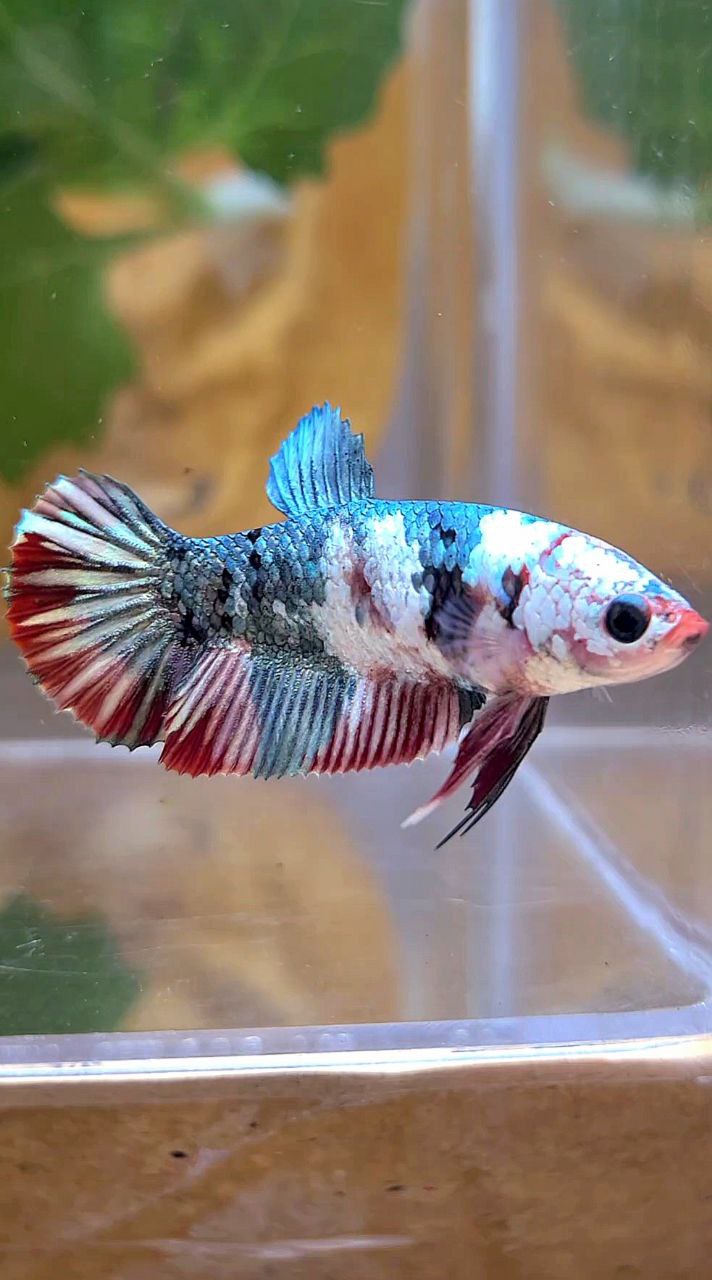FEMALE PLAKAT RED COPPER GALAXY MULTICOLOR BETTA FISH