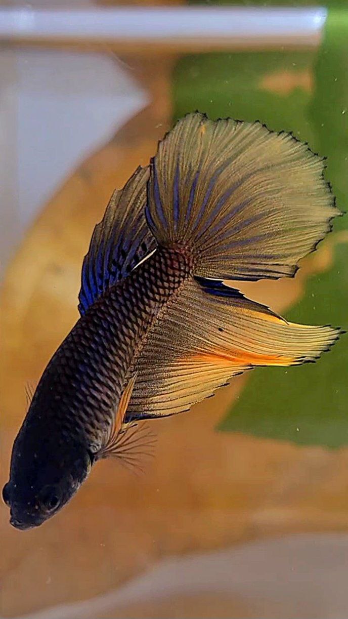 XL FEMALE HALFMOON YELLOW BLACK MUSTARD GAS BETTA FISH