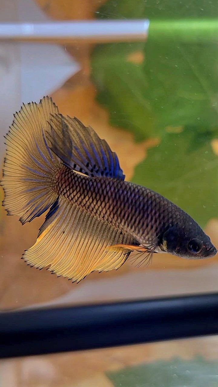 XL FEMALE HALFMOON YELLOW BLACK MUSTARD GAS BETTA FISH