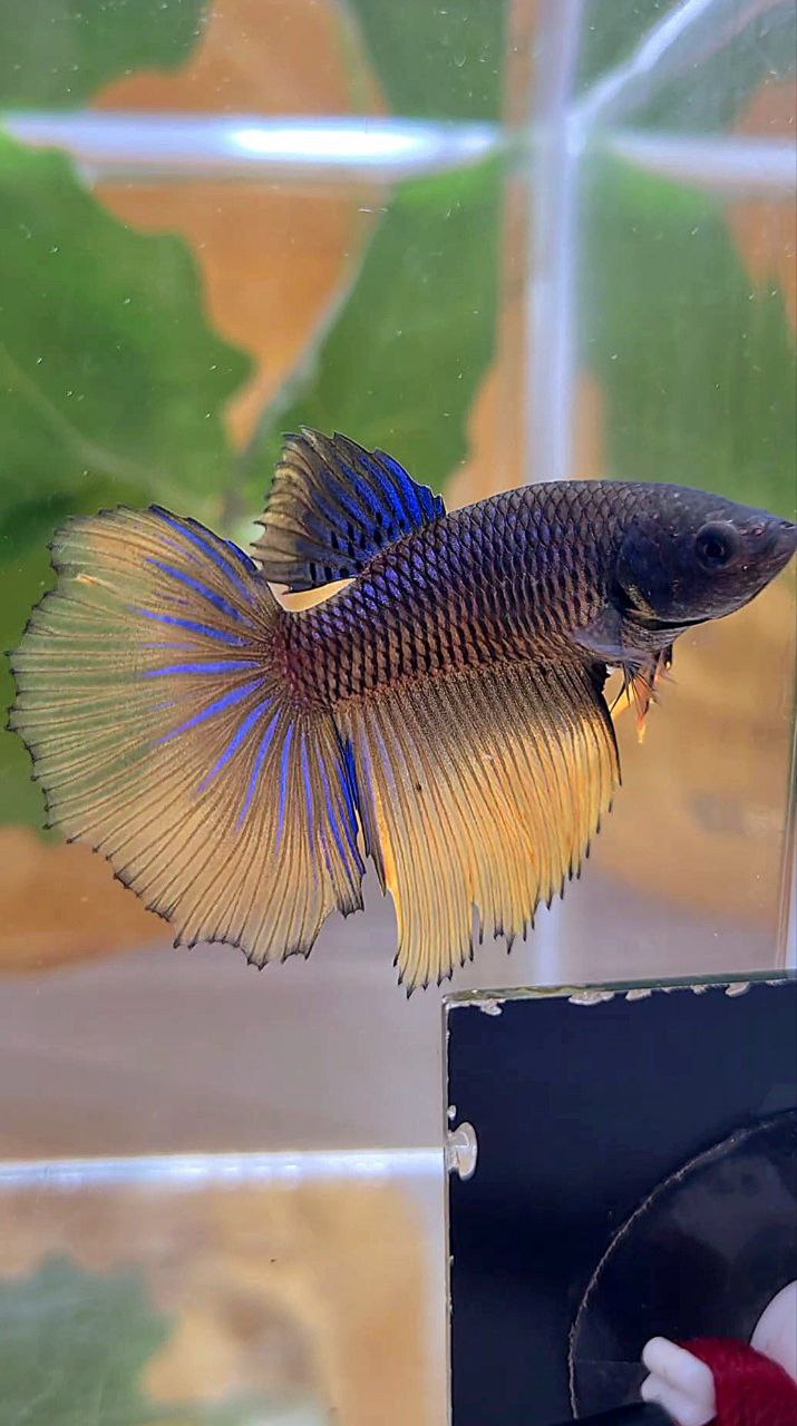 XL FEMALE HALFMOON YELLOW BLACK MUSTARD GAS BETTA FISH