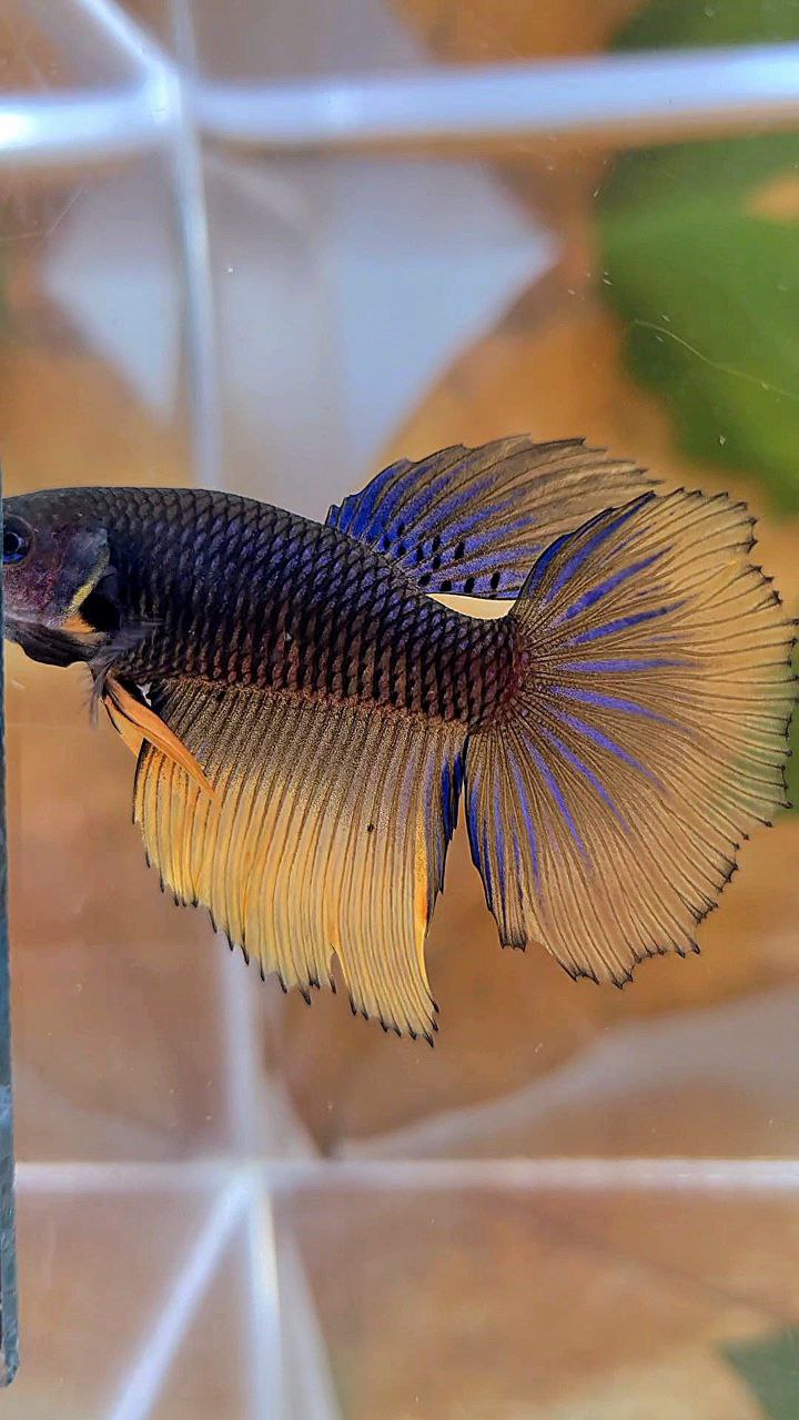 XL FEMALE HALFMOON YELLOW BLACK MUSTARD GAS BETTA FISH