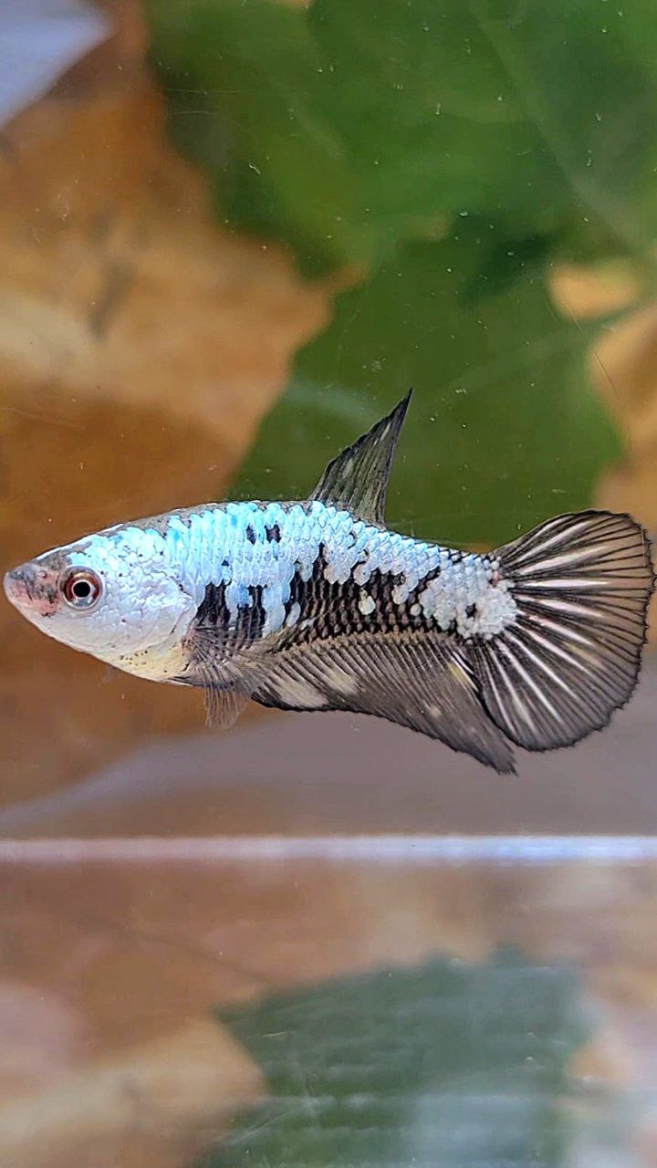 FEMALE HALFMOON BLACK SAMURAI BETTA FISH