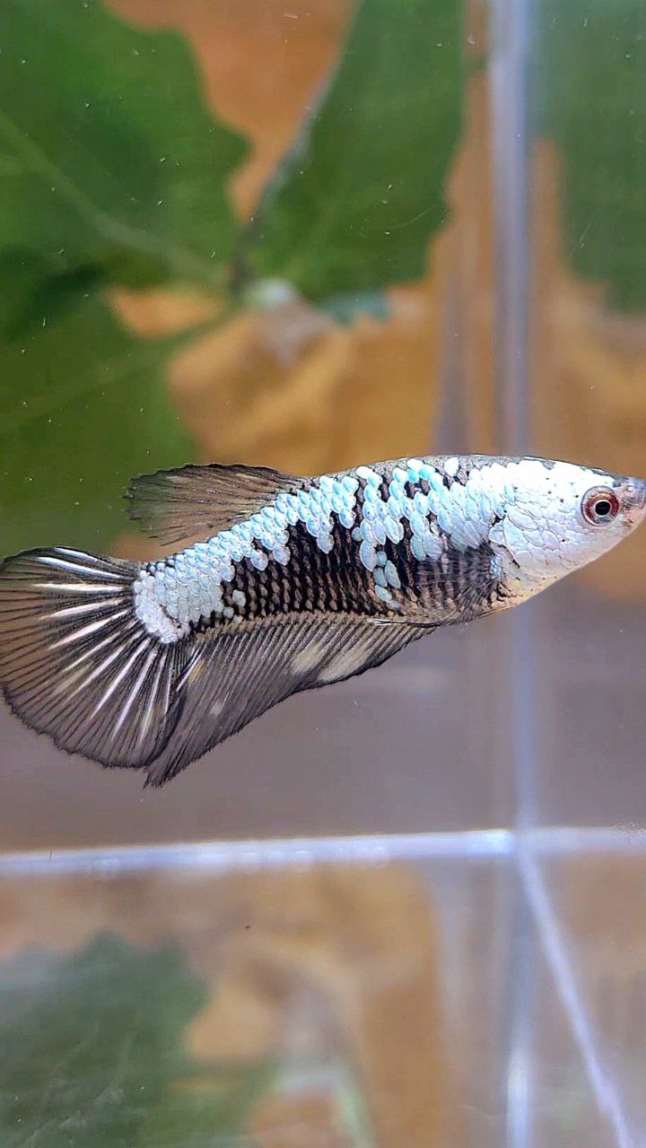 FEMALE HALFMOON BLACK SAMURAI BETTA FISH