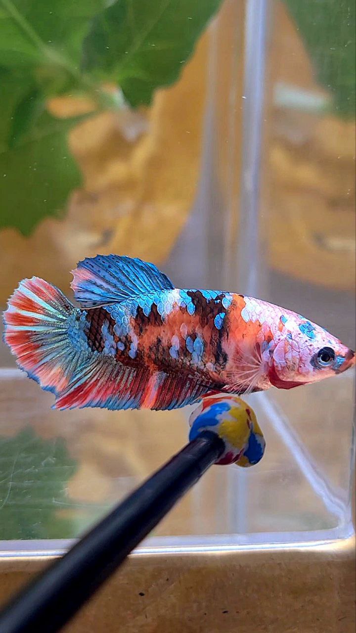 FEMALE PLAKAT GALAXY MULTICOLOR BETTA FISH
