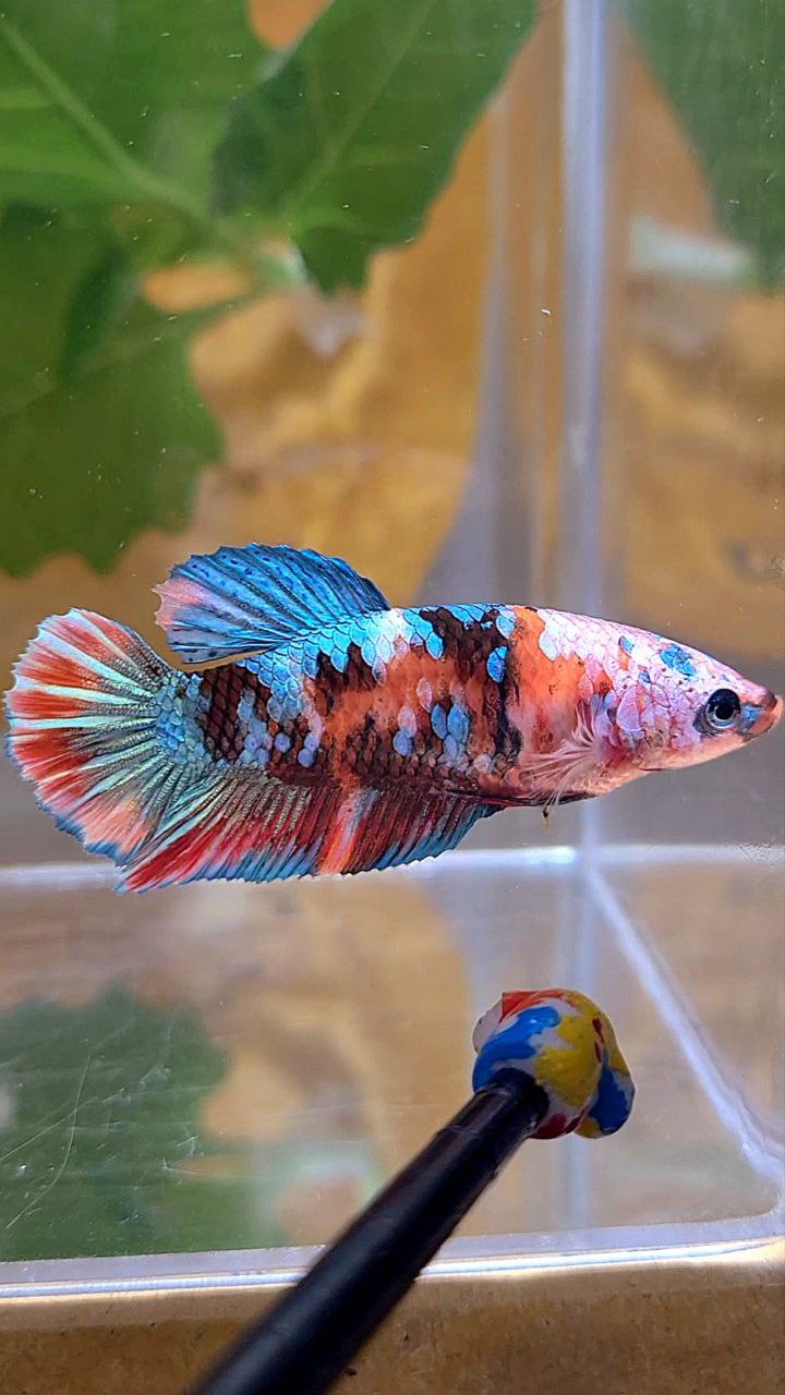 FEMALE PLAKAT GALAXY MULTICOLOR BETTA FISH