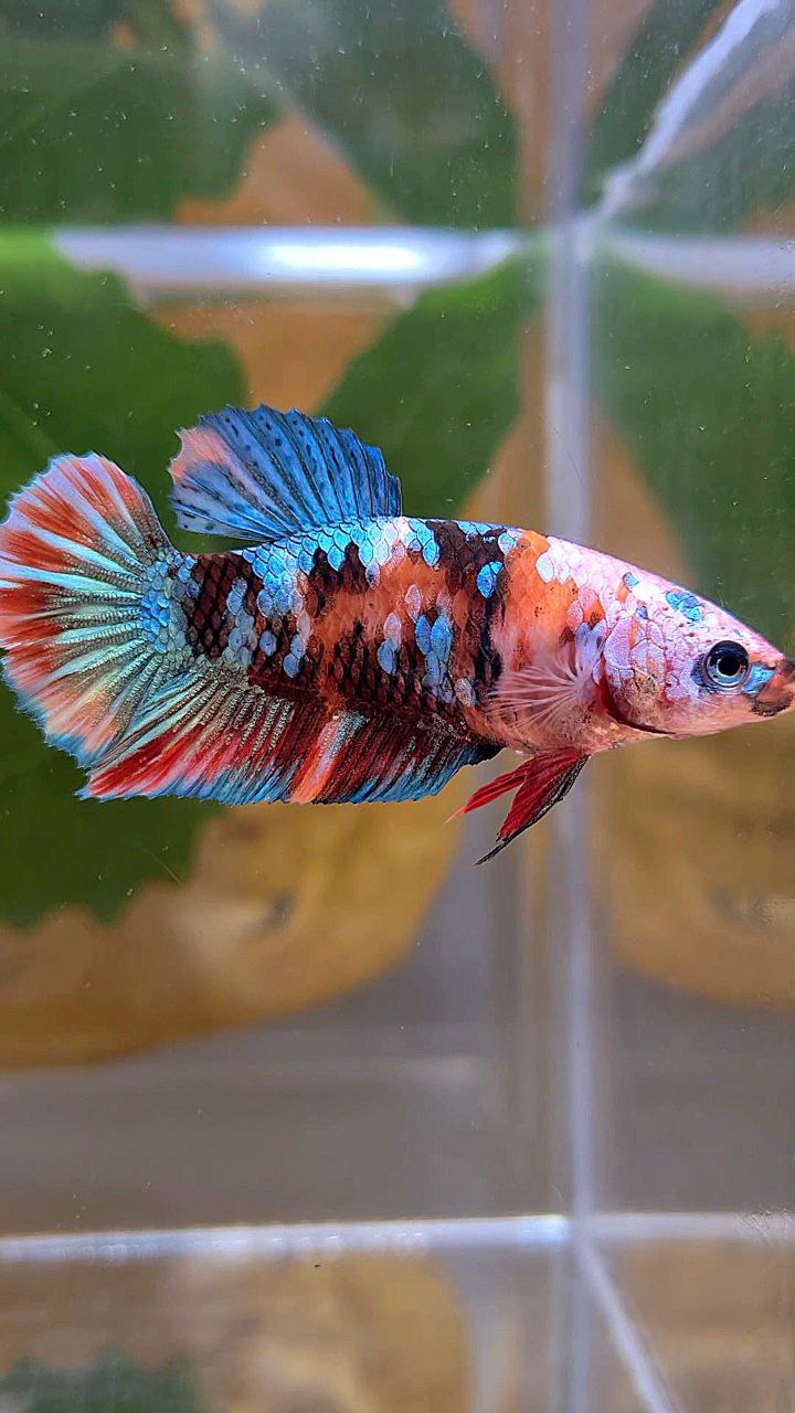 FEMALE PLAKAT GALAXY MULTICOLOR BETTA FISH