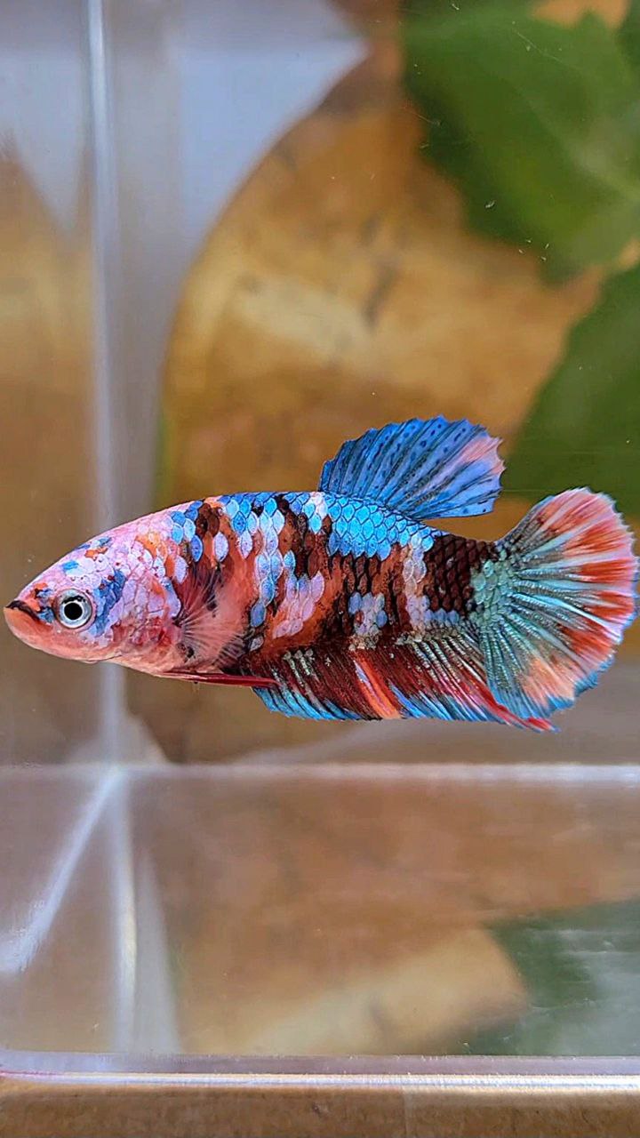FEMALE PLAKAT GALAXY MULTICOLOR BETTA FISH