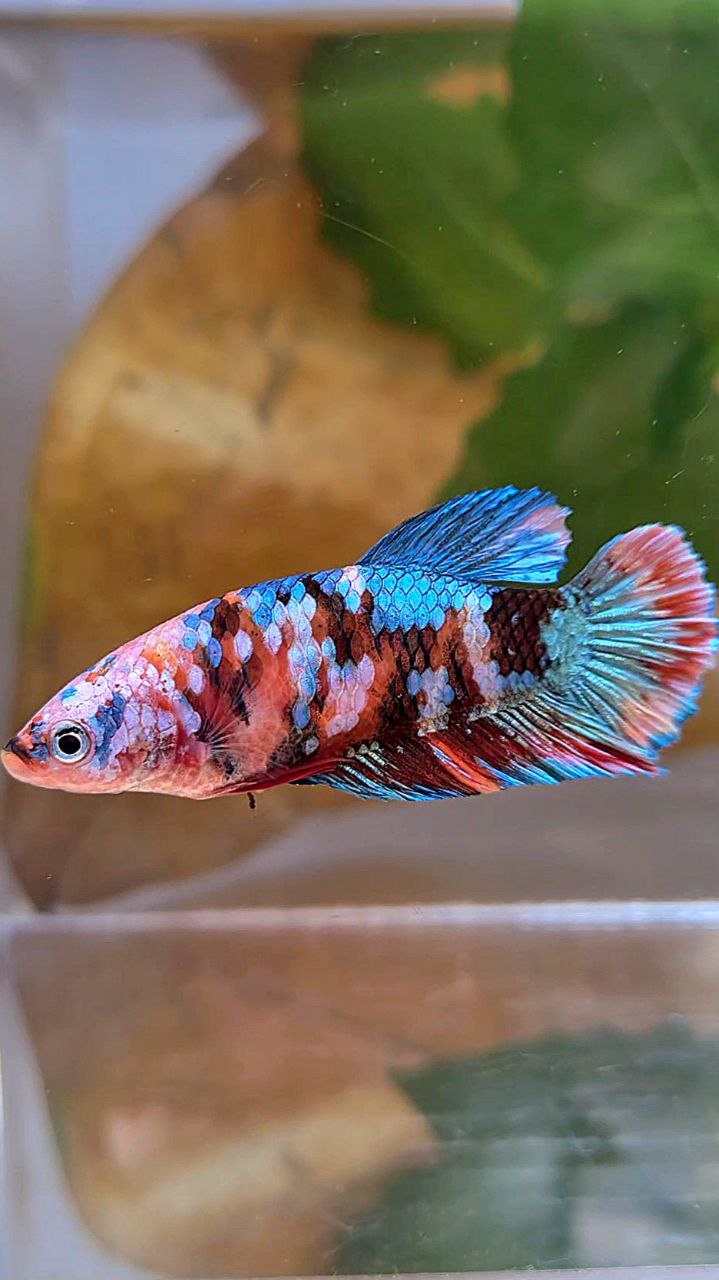 FEMALE PLAKAT GALAXY MULTICOLOR BETTA FISH