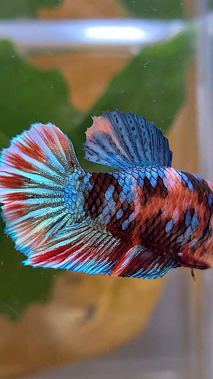 FEMALE PLAKAT GALAXY MULTICOLOR BETTA FISH