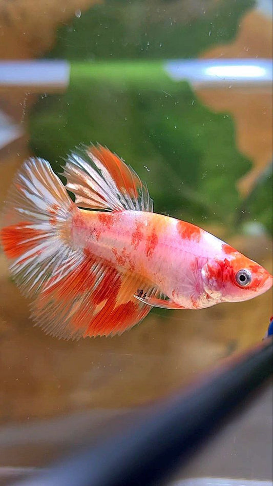 FEMALE HALFMOON KOI LEOPARD MULTICOLOR GOLDWASH BETTA FISH