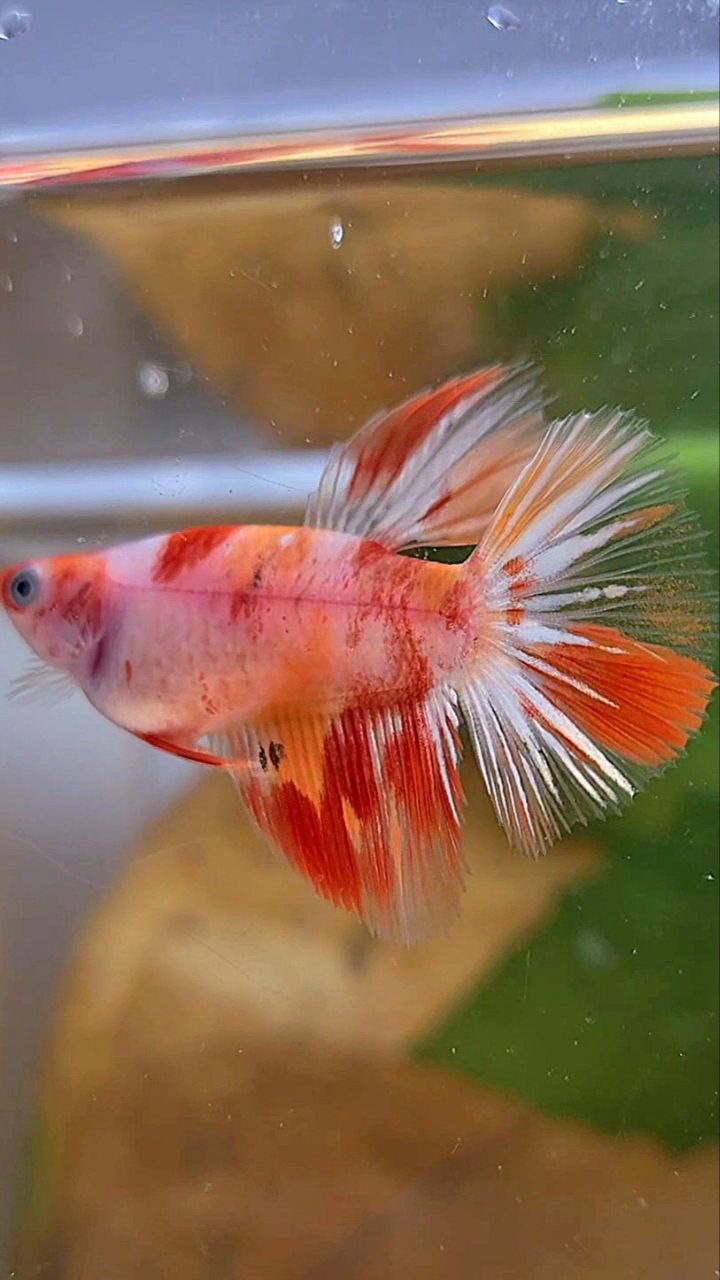 FEMALE HALFMOON KOI LEOPARD MULTICOLOR GOLDWASH BETTA FISH