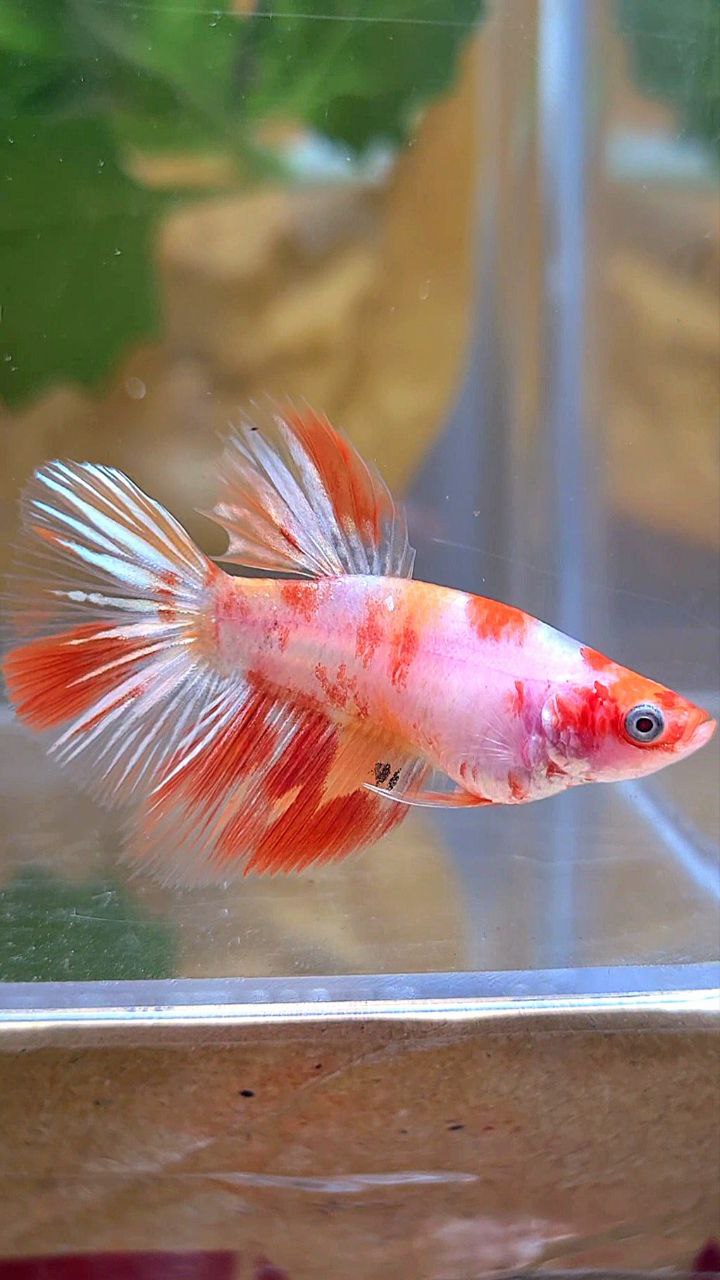FEMALE HALFMOON KOI LEOPARD MULTICOLOR GOLDWASH BETTA FISH