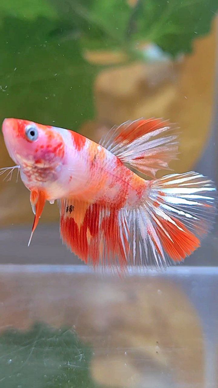 Leopard Betta Fish FEMALE HALFMOON KOI LEOPARD MULTICOLOR GOLDWASH BETTA FISH – Rare Betta ...