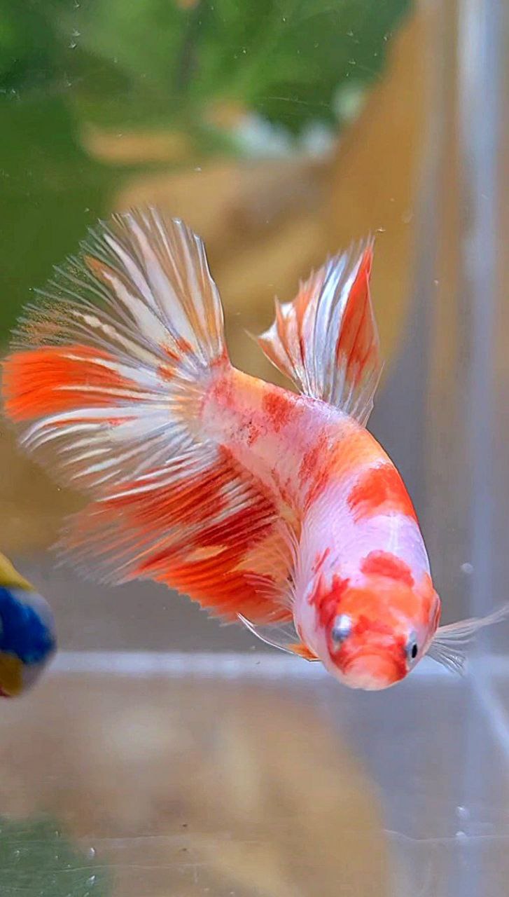 Leopard Betta Fish FEMALE HALFMOON KOI LEOPARD MULTICOLOR GOLDWASH BETTA FISH – Rare Betta ...