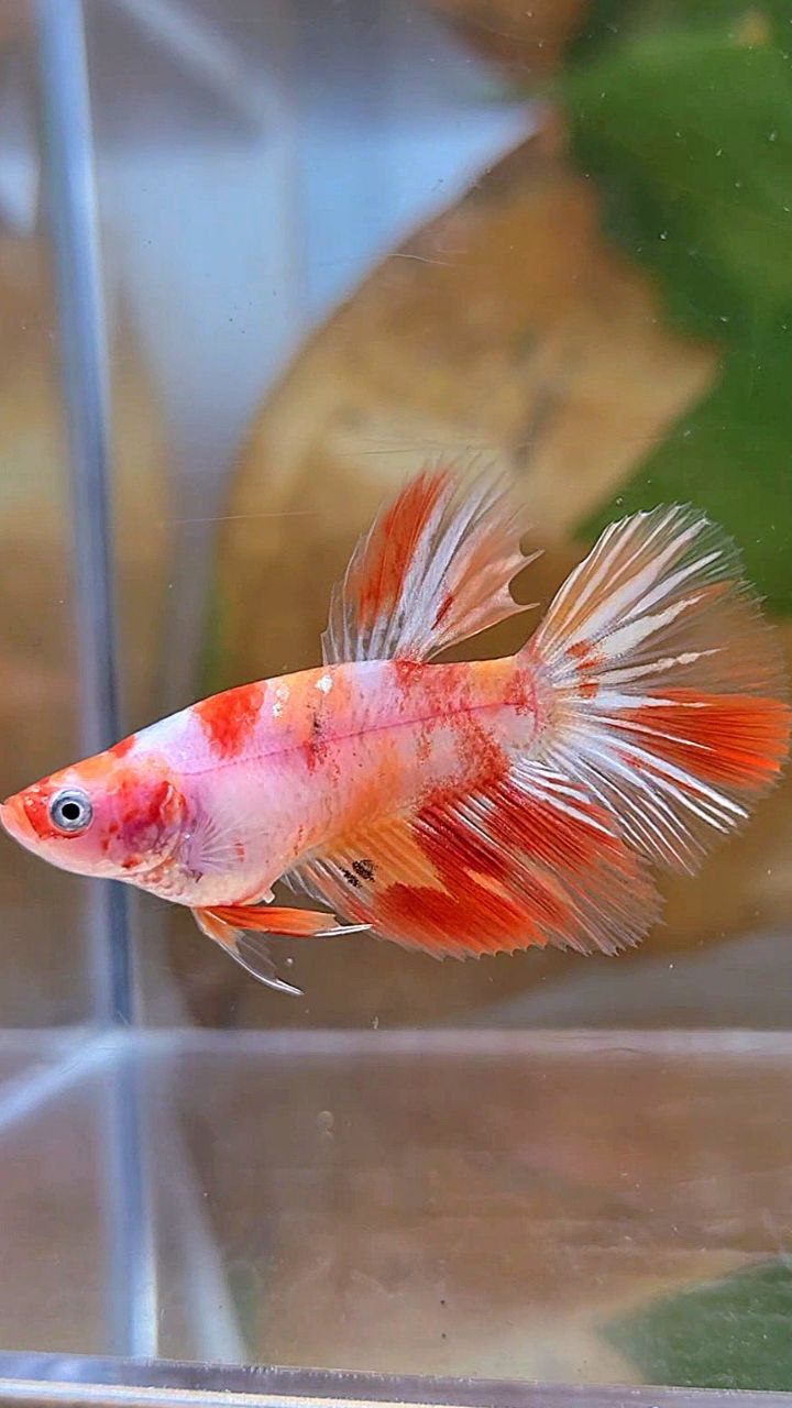 FEMALE HALFMOON KOI LEOPARD MULTICOLOR GOLDWASH BETTA FISH