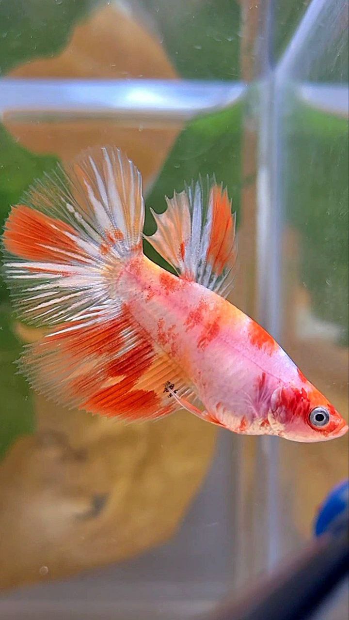 FEMALE HALFMOON KOI LEOPARD MULTICOLOR GOLDWASH BETTA FISH