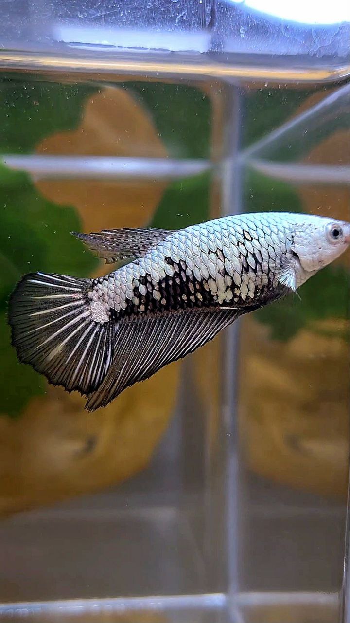 FEMALE HALFMOON BLACK SAMURAI SNOW BETTA FISH