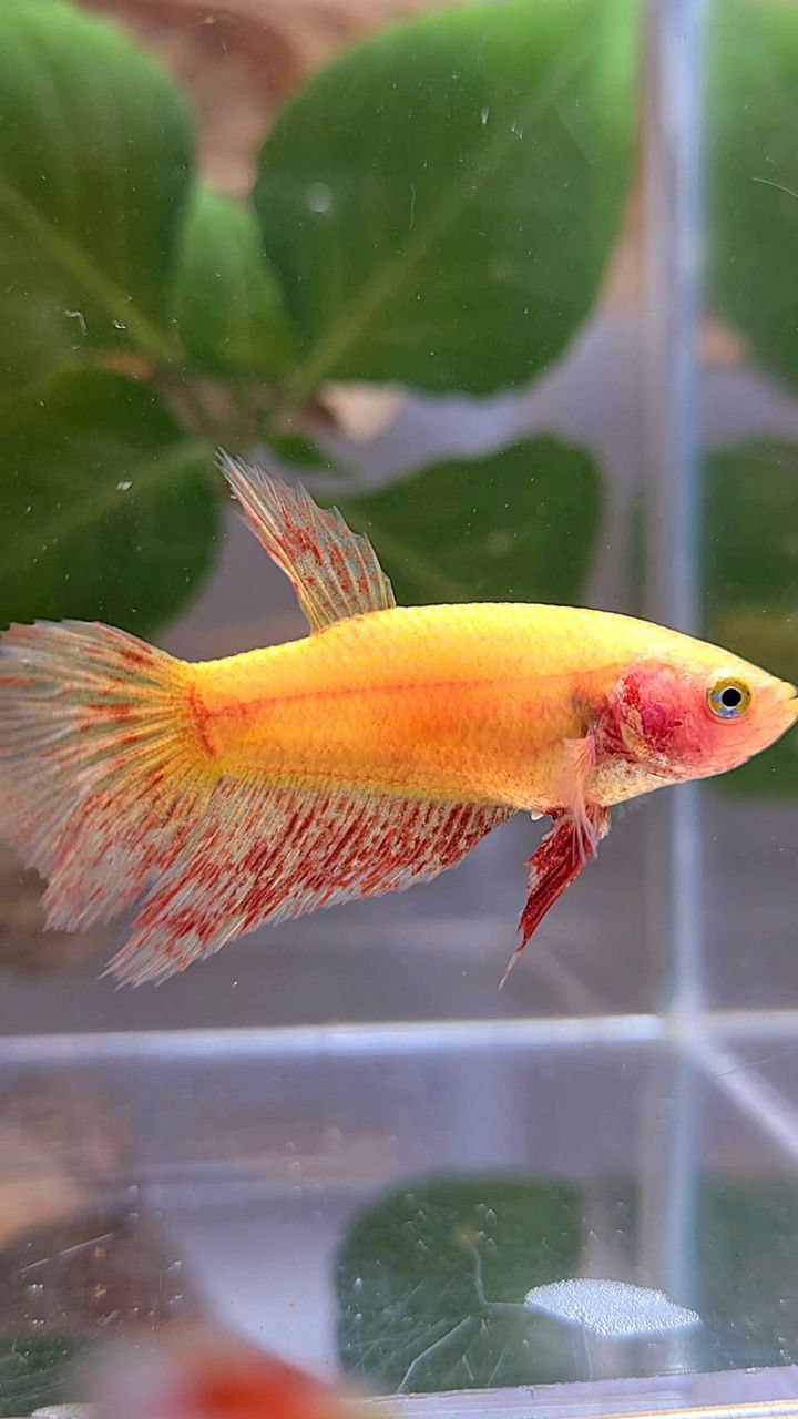 Vanda Color Betta FEMALE HALFMOON SUPER VANDA YELLOW BETTA FISH – Rare Betta Fish Store