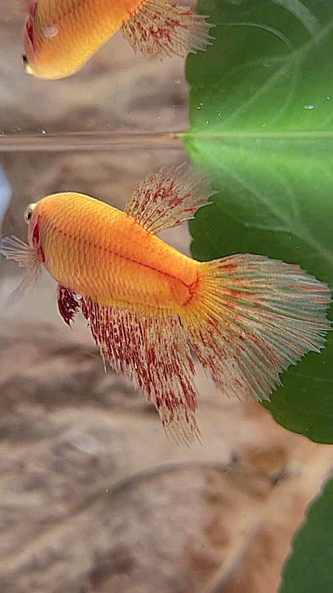 FEMALE HALFMOON SUPER VANDA YELLOW BETTA FISH
