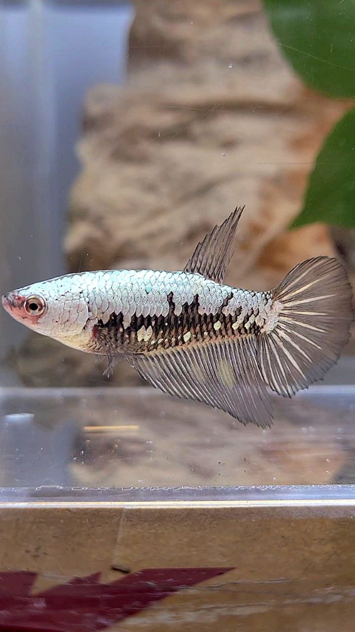 FEMALE HALFMOON BLACK SAMURAI COPPER BETTA FISH