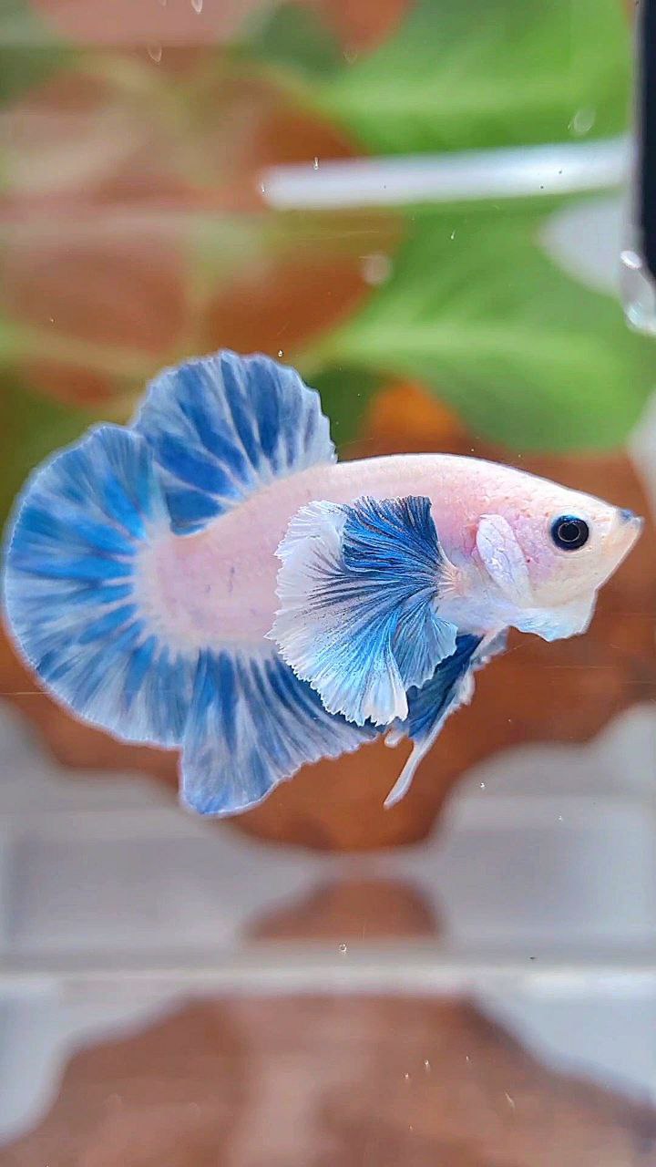 PLAKAT DUMBO EAR BLUE SKY GRIZZLE FISH