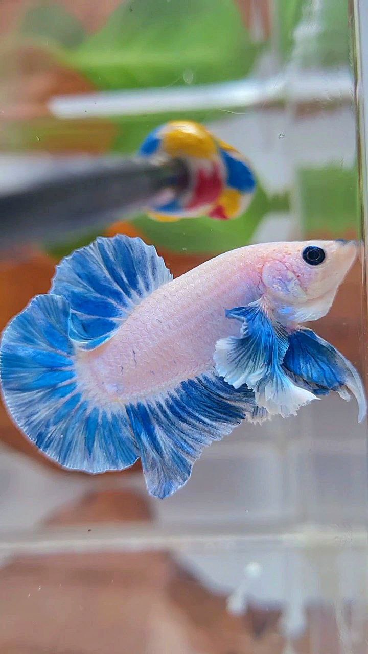 PLAKAT DUMBO EAR BLUE SKY GRIZZLE FISH