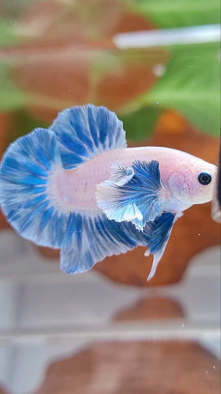 PLAKAT DUMBO EAR BLUE SKY GRIZZLE FISH