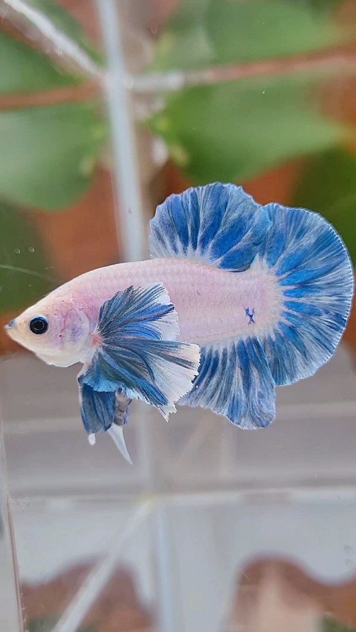 PLAKAT DUMBO EAR BLUE SKY GRIZZLE FISH