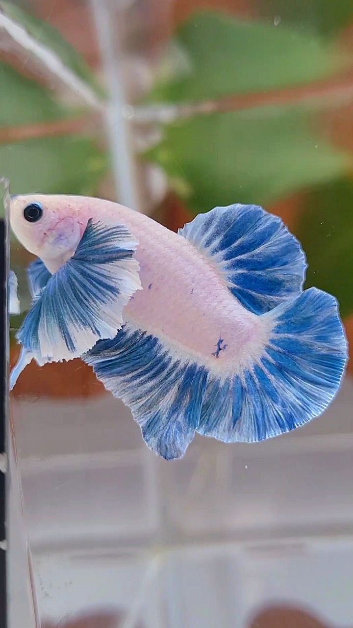 PLAKAT DUMBO EAR BLUE SKY GRIZZLE FISH