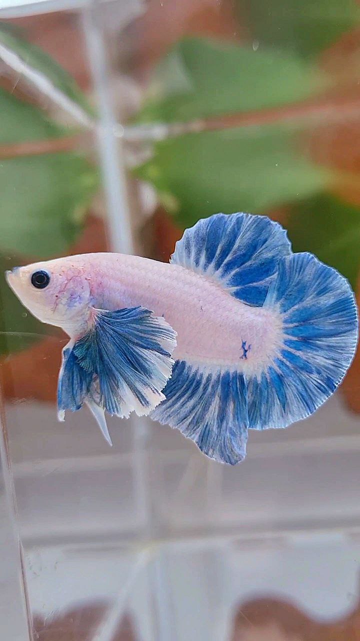 PLAKAT DUMBO EAR BLUE SKY GRIZZLE FISH