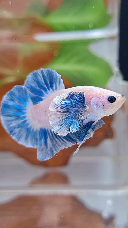 PLAKAT DUMBO EAR BLUE SKY GRIZZLE FISH