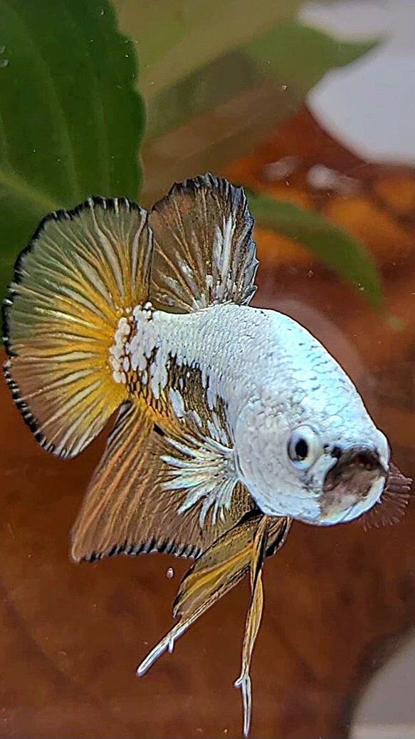 PLAKAT BLACK SAMURAI SNOW YELLOW BETTA FISH