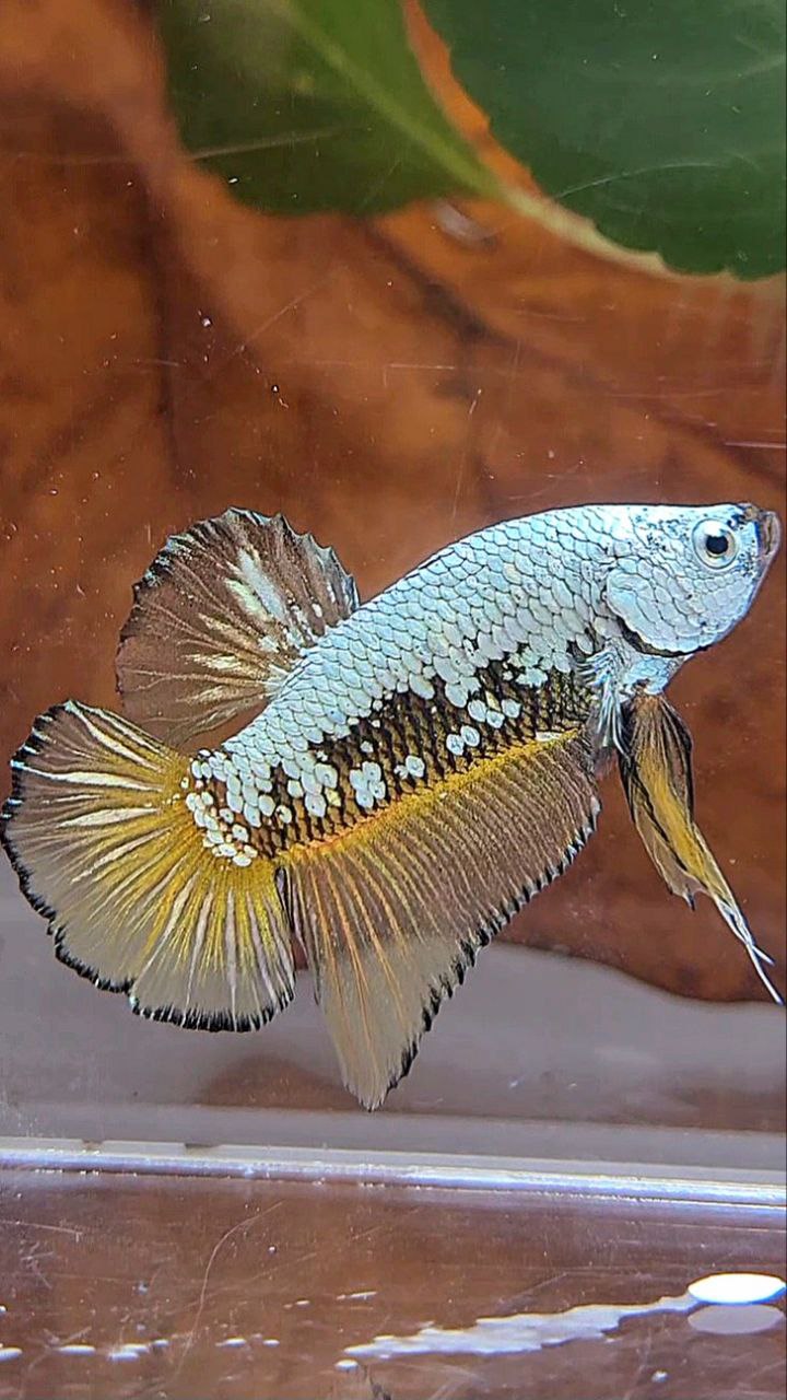 PLAKAT BLACK SAMURAI SNOW YELLOW BETTA FISH