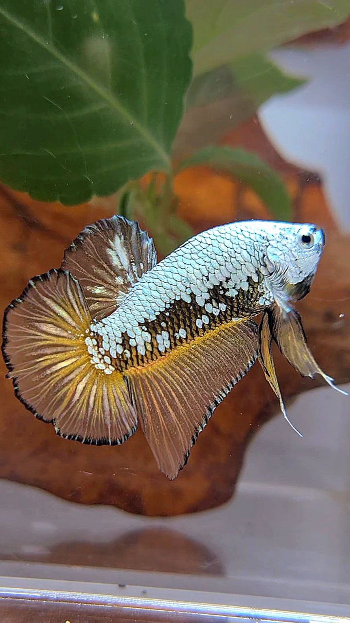 PLAKAT BLACK SAMURAI SNOW YELLOW BETTA FISH
