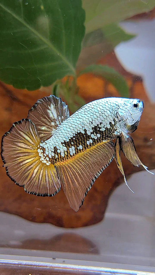 PLAKAT BLACK SAMURAI SNOW YELLOW BETTA FISH