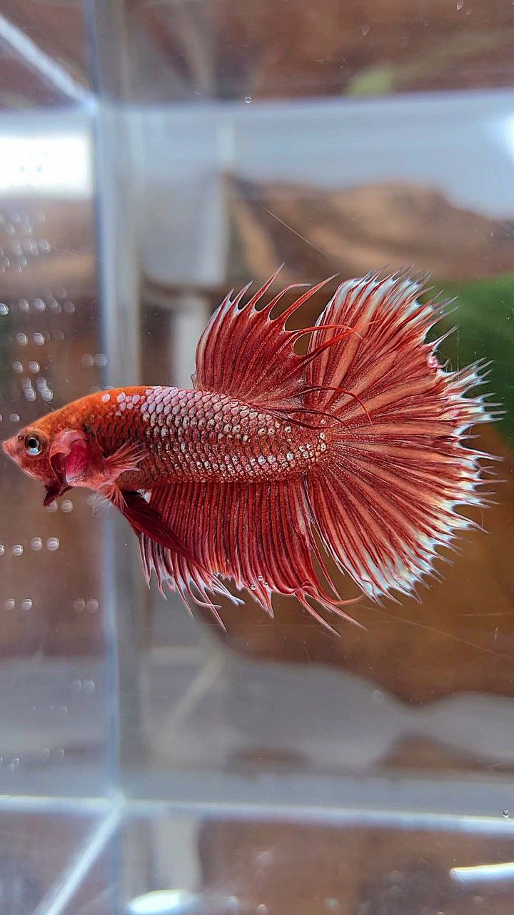 CROWNTAIL HALFMOON RED GOLD GALAXY BETTA FISH