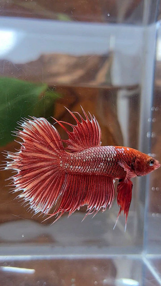 CROWNTAIL HALFMOON RED GOLD GALAXY BETTA FISH