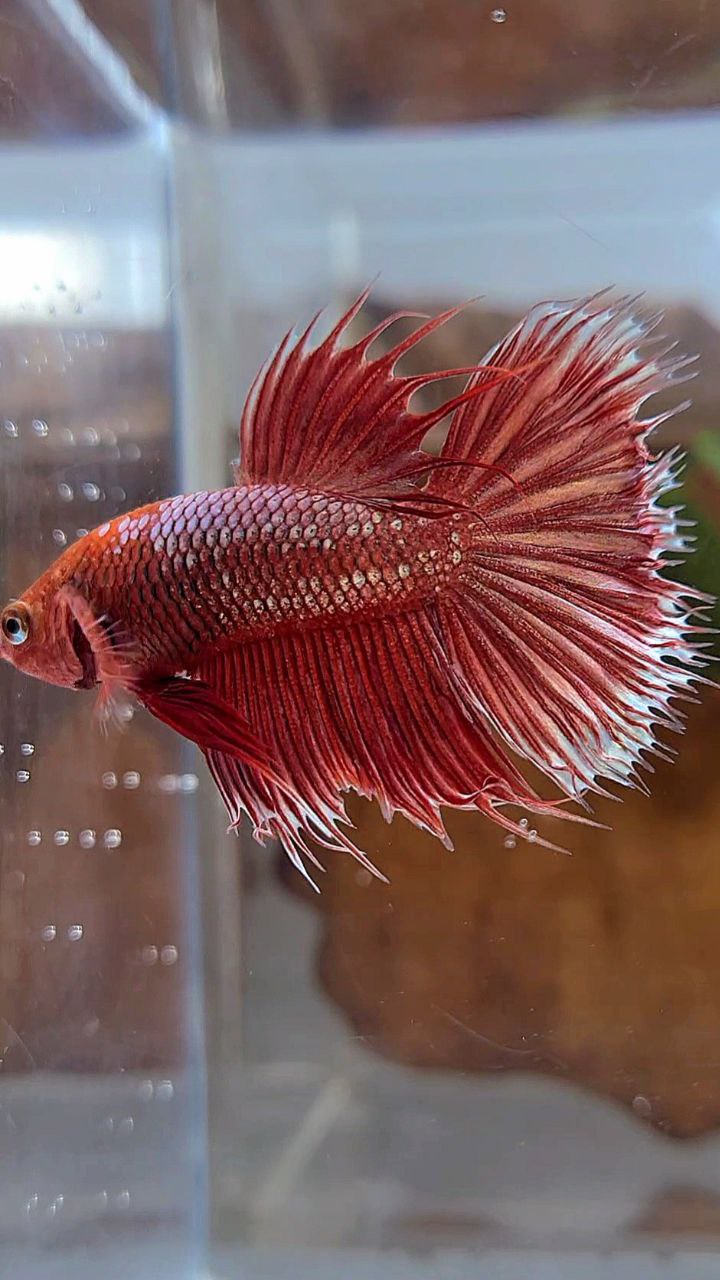 CROWNTAIL HALFMOON RED GOLD GALAXY BETTA FISH