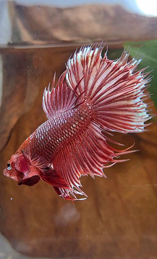 CROWNTAIL HALFMOON RED GOLD GALAXY BETTA FISH