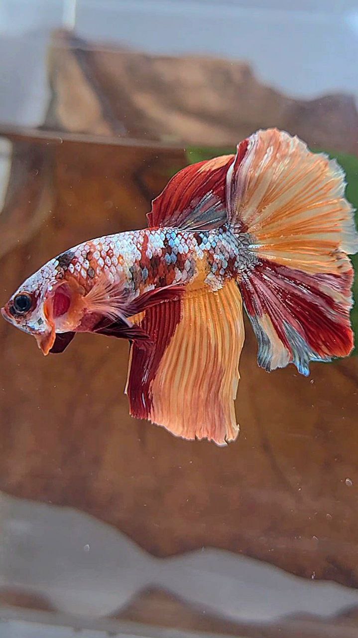 HALFMOON ROSETAIL ORANGE COPPER GALAXY MULTICOLOR BETTA FISH