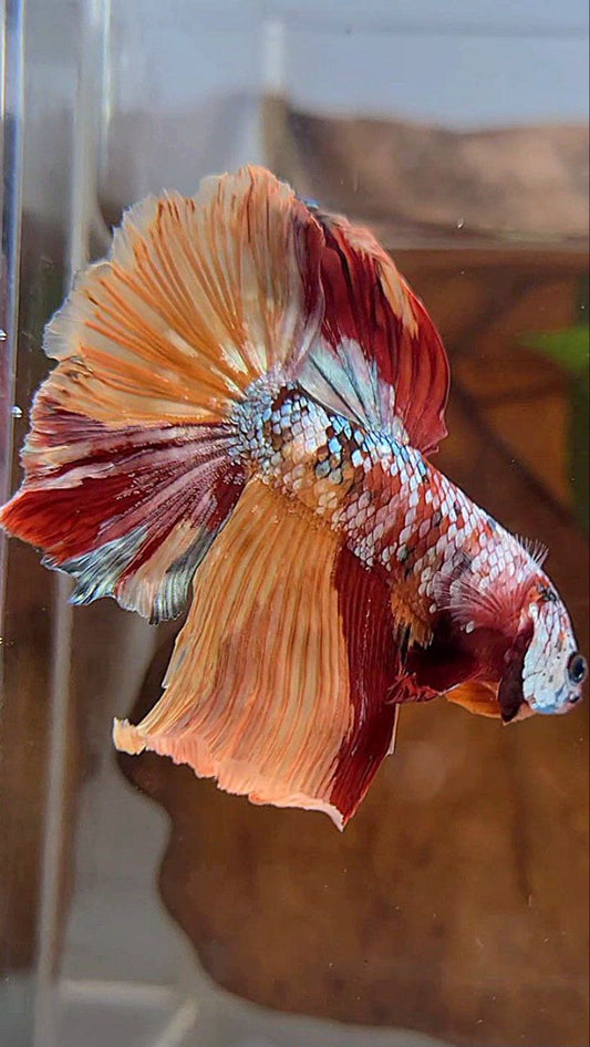 HALFMOON ROSETAIL ORANGE COPPER GALAXY MULTICOLOR BETTA FISH