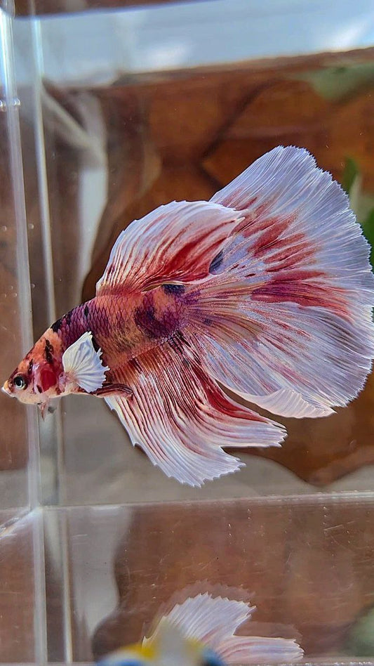 HALFMOON DUMBO EAR PINK ORANGE MULTICOLOR BETTA FISH